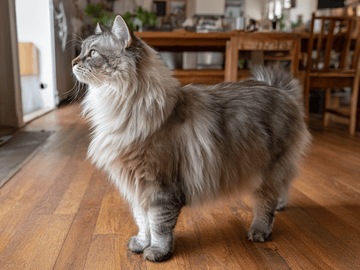 Ragamuffin