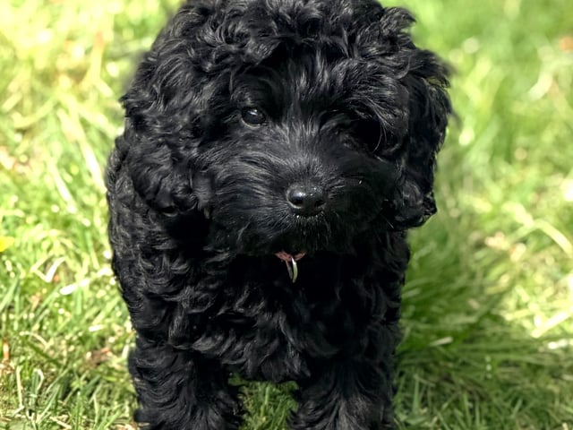 Cockerpoo