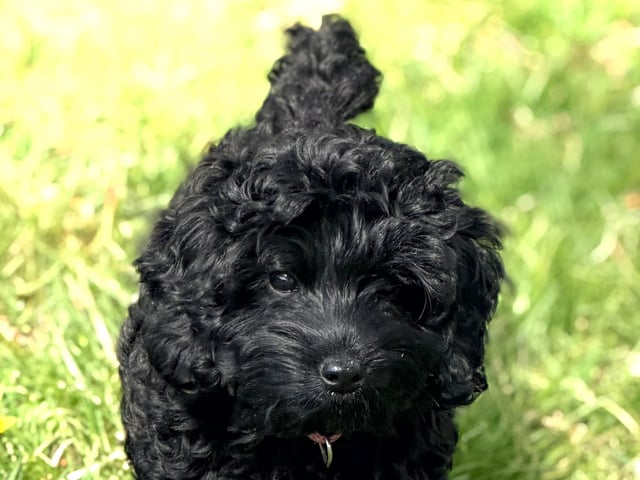 Cockerpoo