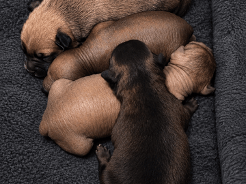 Peruvian Inca Orchid · Grästorp · Kennel Wänerskär