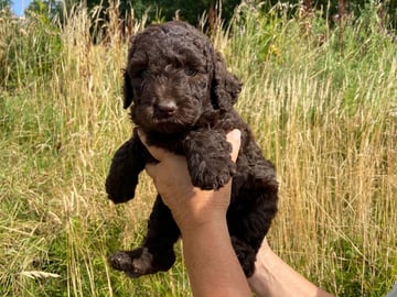 Labradoodle · Nol · Anfastebo hunduppfödning