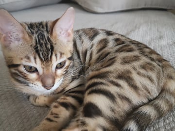 Bengal · Sollebrunn · SE*Tissan's