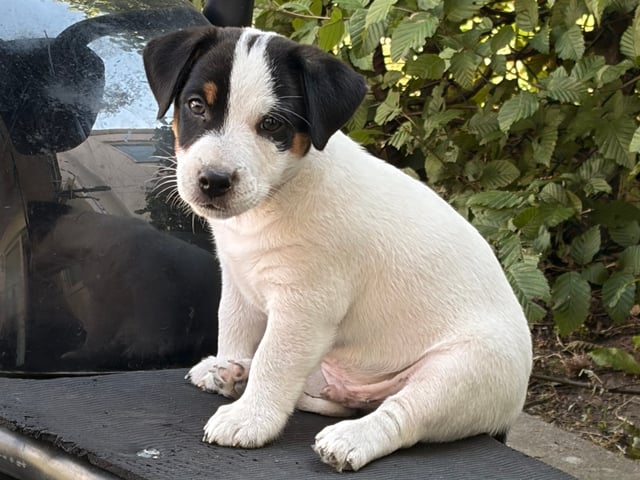 Jack Russell terrier