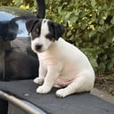 Jack russell terrier