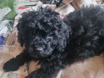 Maltipoo · Ystad · Jenny M.