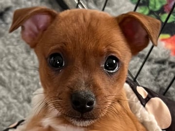 American Hairless Terrier · Älvsjö · Kennel Atrichos