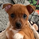 American hairless terrier