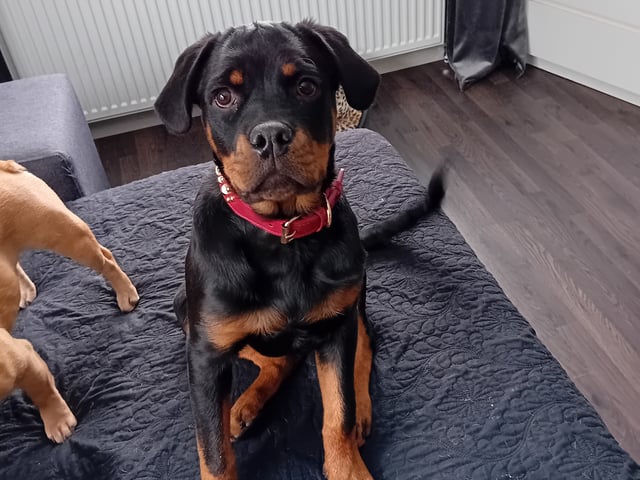 Rottweiler