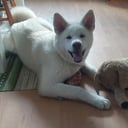 Akita inu