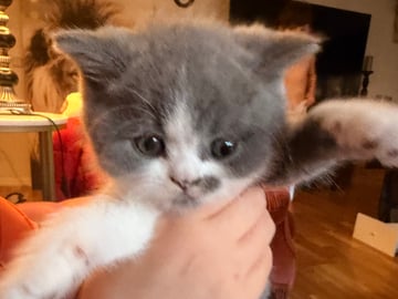 Crazy catlady