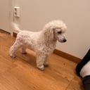 Dvärg pudel