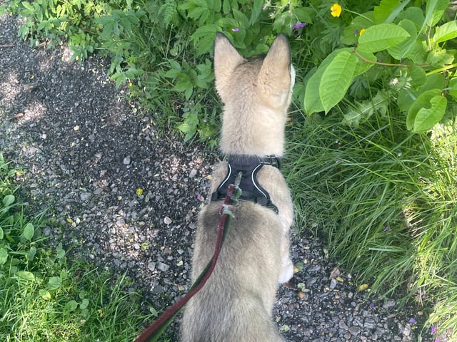 Alaskan malamute