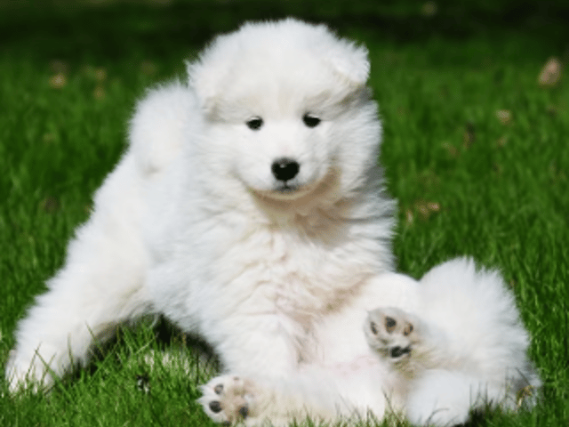 Samojedhund