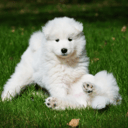 Samojedhund