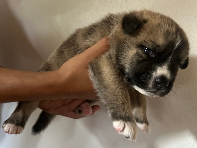 Akita