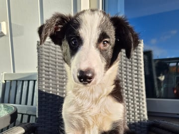 Zorro