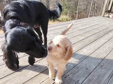 Babsan hund och kattklipp , babsans cockerpoo