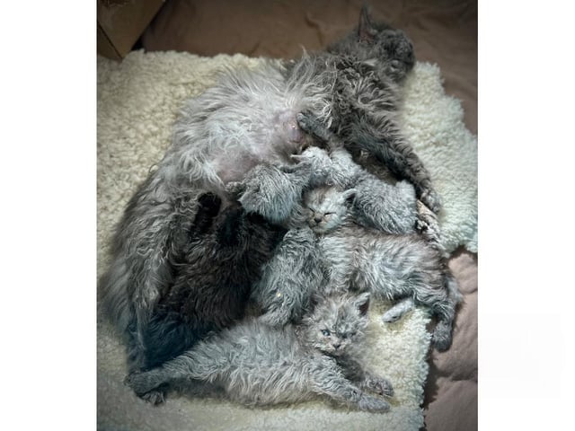 Selkirk Rex Longhair