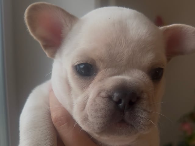 Fransk bulldog