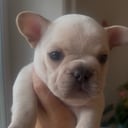 Fransk bulldogg