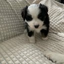 Miniature American Shepherd