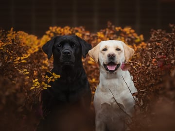 Blankgölens kennel