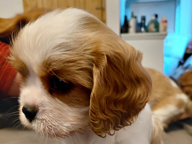 Cavalier king charles spaniel