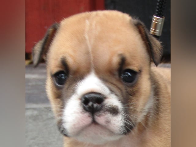 Engelsk bulldog