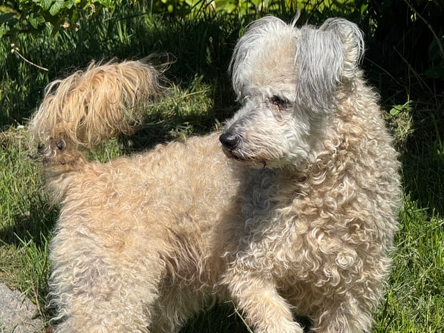Pumi