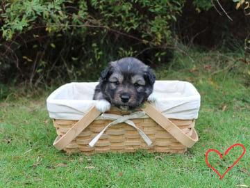 Finnish Lapphund · Skiptvet · Dompel Dimpel