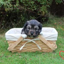 Finsk lapphund