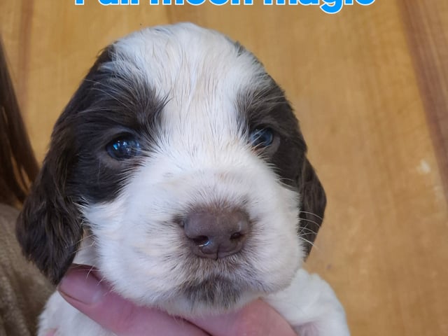 Engelsk springer spaniel