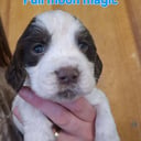 English Springer Spaniel