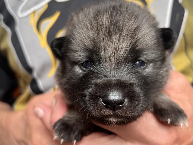 Norwegian Elkhound (Grey)