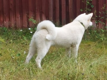 Krayon's kennel