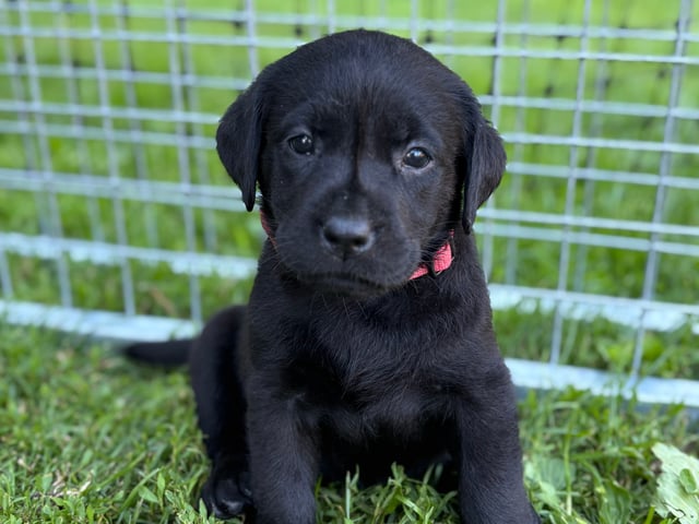 Labrador · Björkvik · Cani Lee