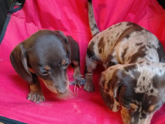 Dachshund · Gjesåsen · Line Merethe Suomalainen