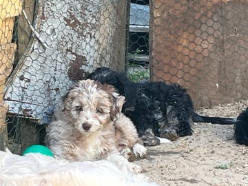 Aussiedoodle · Fredericia · Overgaards hvalpe