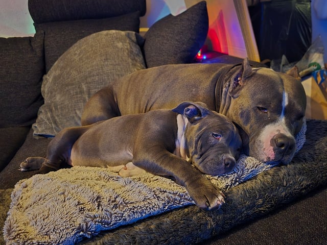 American bully