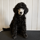 Standard Poodle