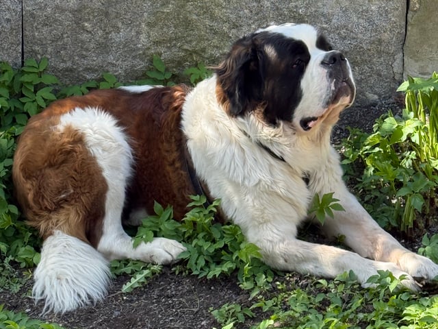 Sanktbernhardshund