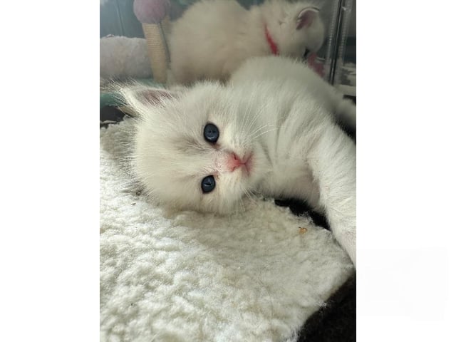 Ragdoll
