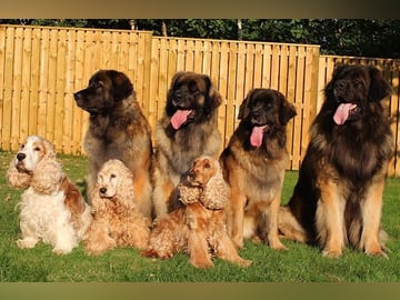 Dragongårdens kennel