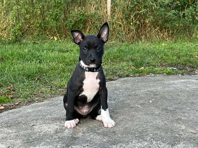 Rat Terrier