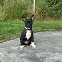 Rat Terrier