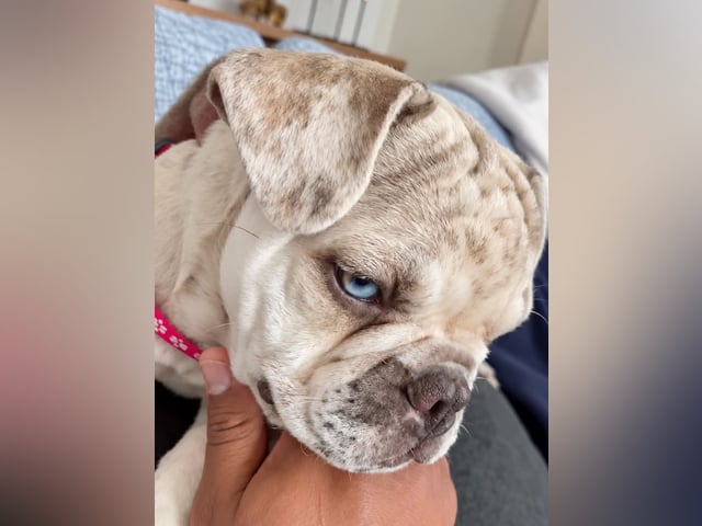 Fransk bulldog