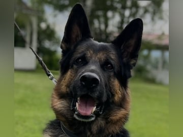 Schäferhund · Liden · Snömarkens
