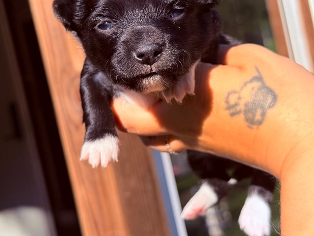 Chihuahua