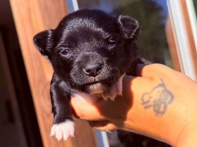 Chihuahua