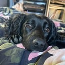Cocker spaniel